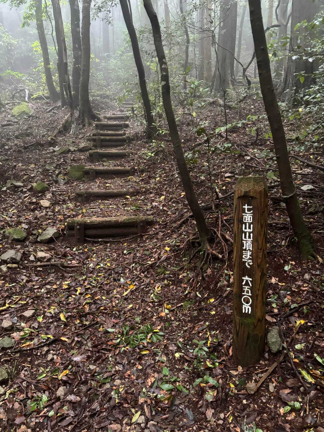 まあまあの急登なのやが…