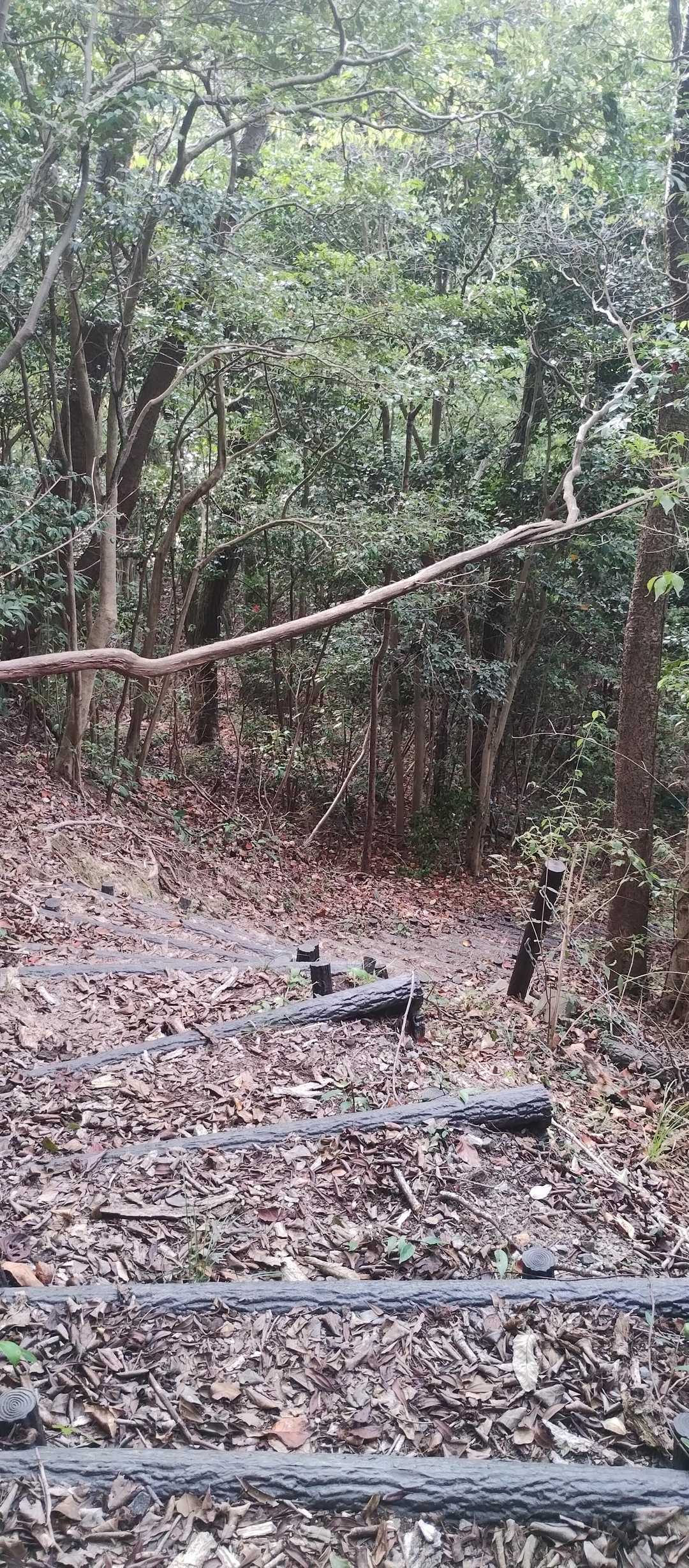 行きにおもいっきり頭を打った木です。
