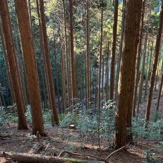 林道見えてきた