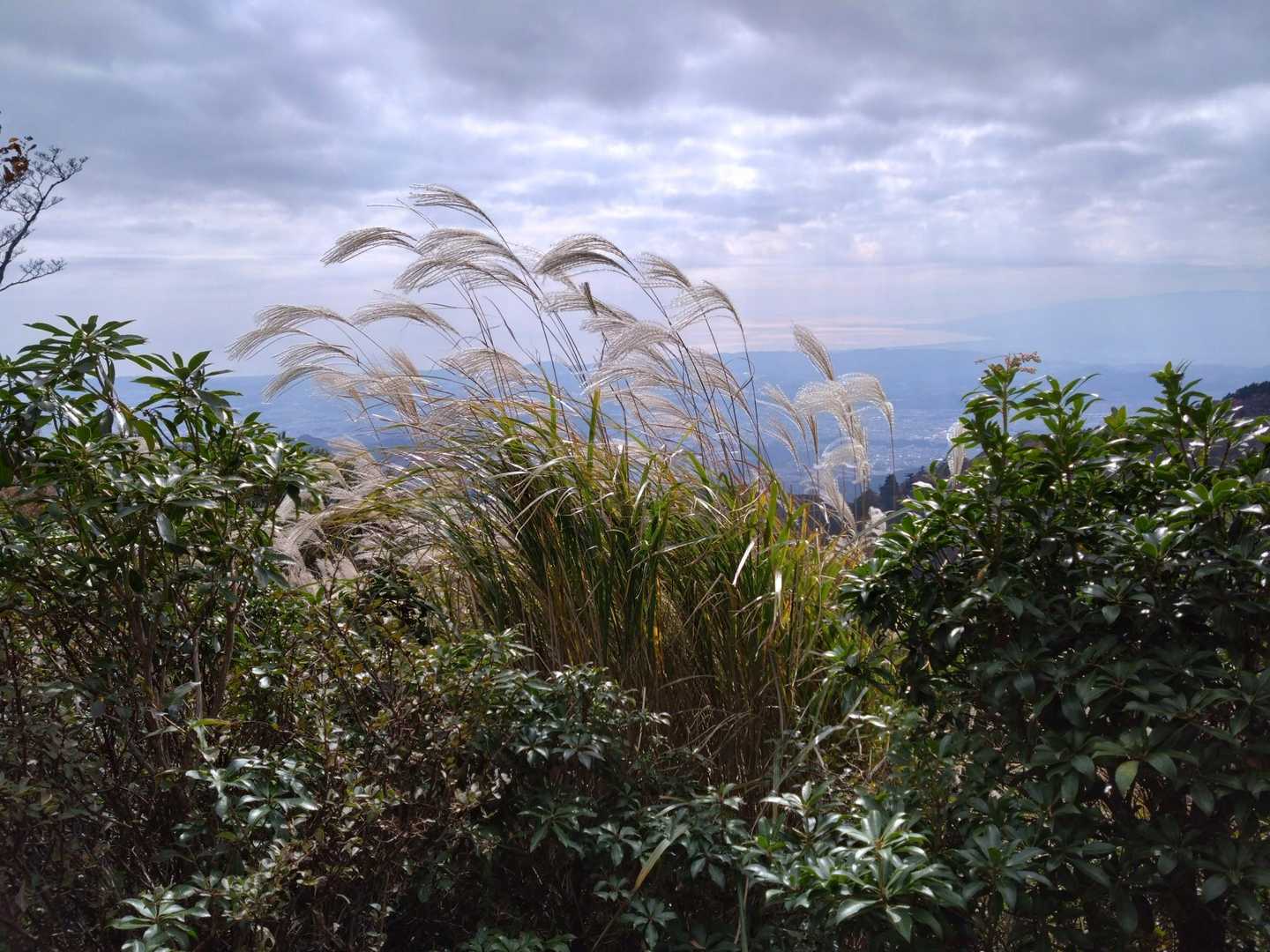 昭和枯れすすき🌾