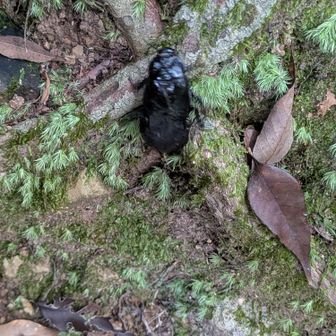 途中で見つけたクロゴキブリ。孫はクワガタ？って言ったけど…