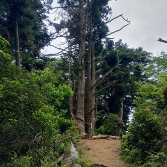 天狗杉