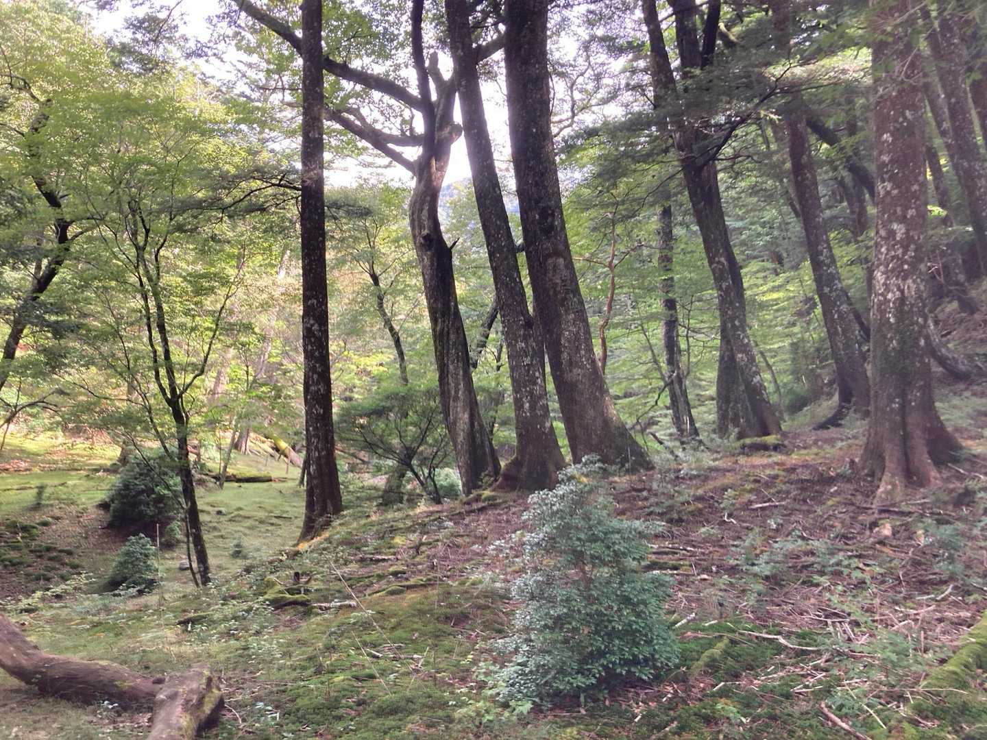 鹿納山登山口-鹿納谷登山口-鹿納山 往復コースの写真