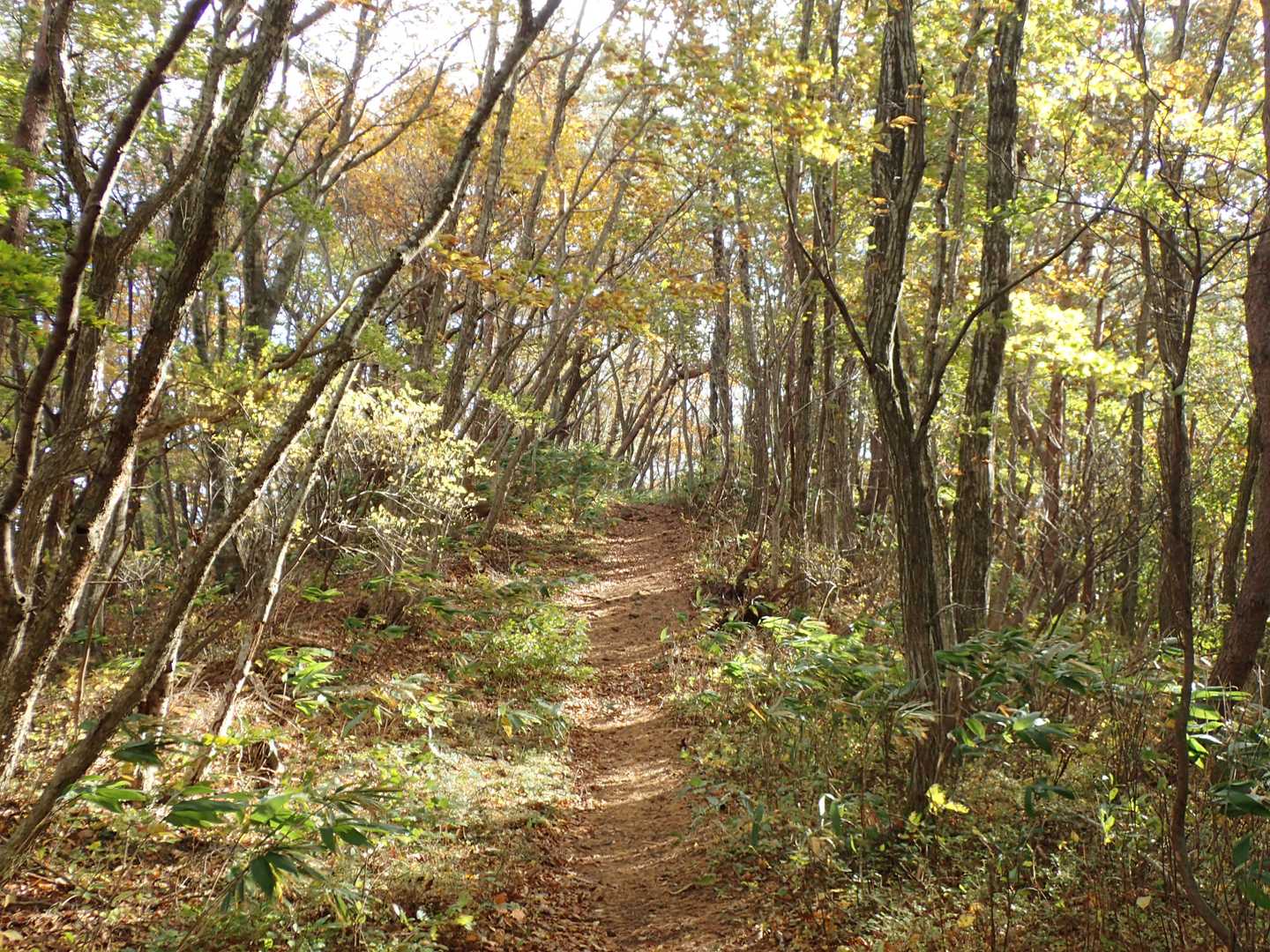 額取山の樹林帯は明るい