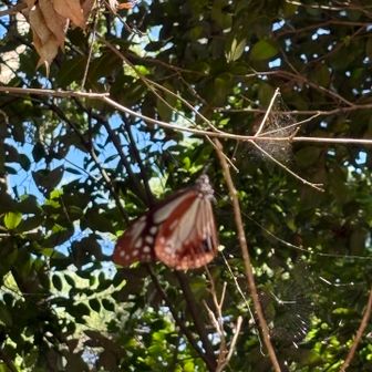 蝶々もキラキラ輝いてました🦋