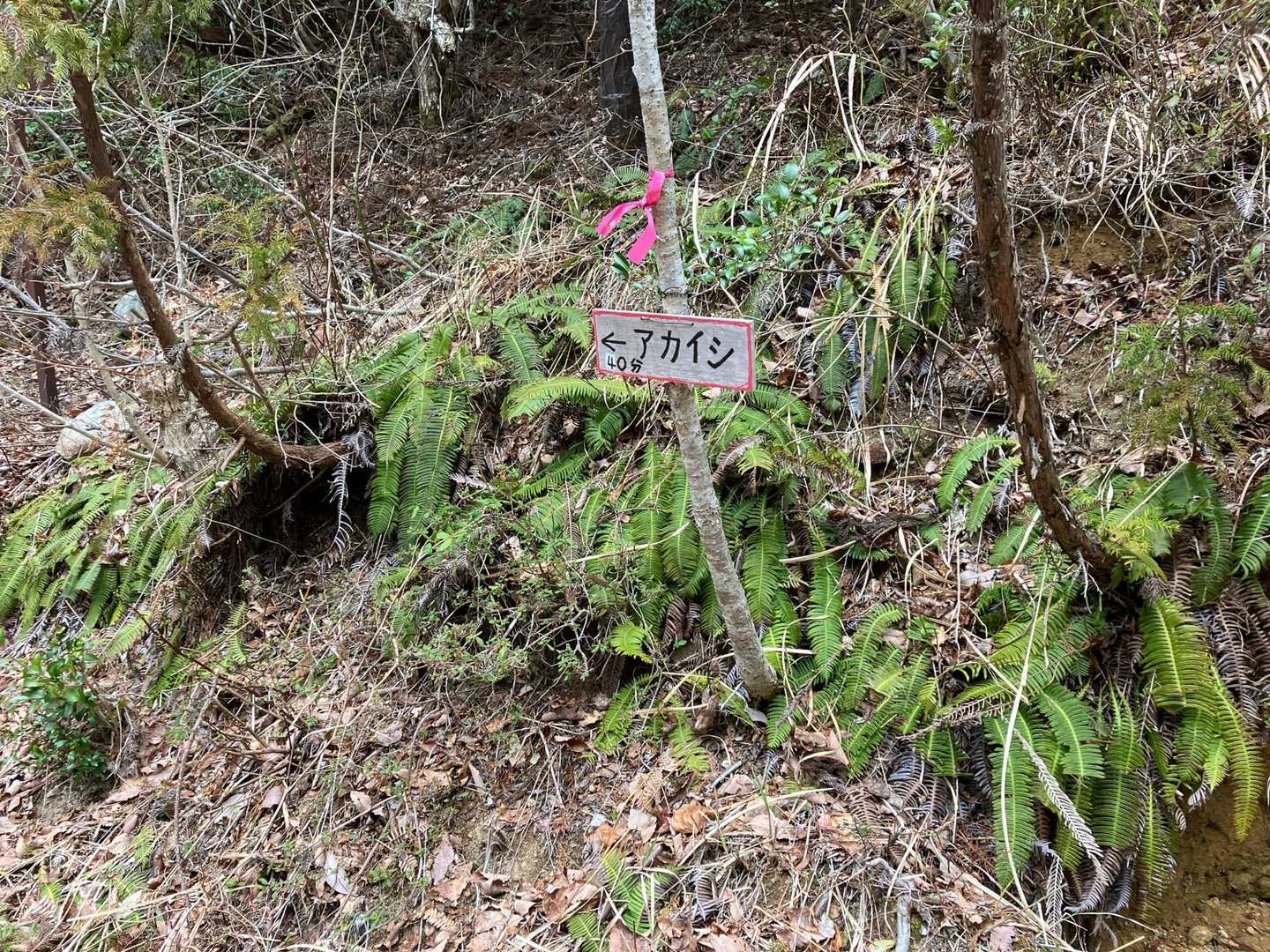 長い道路を歩き、登山口に着きました。
私たちはアカイシまで、50分くらいかかりました。