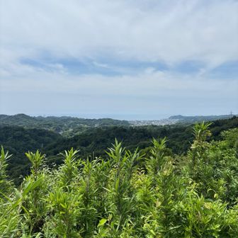 天園はタイミングも合ってかかなり開けてました