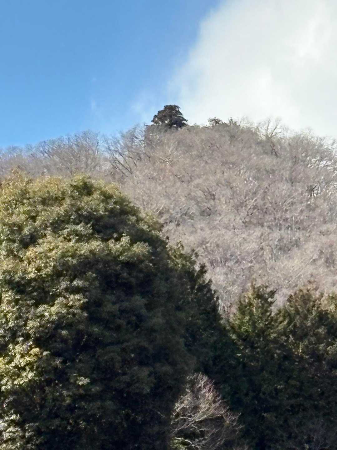 要害山の写真の杉の大木が飛び出て写ってます🌳
見た目から要害山は別名おっぱい山と言われてるらしいです☺️✨