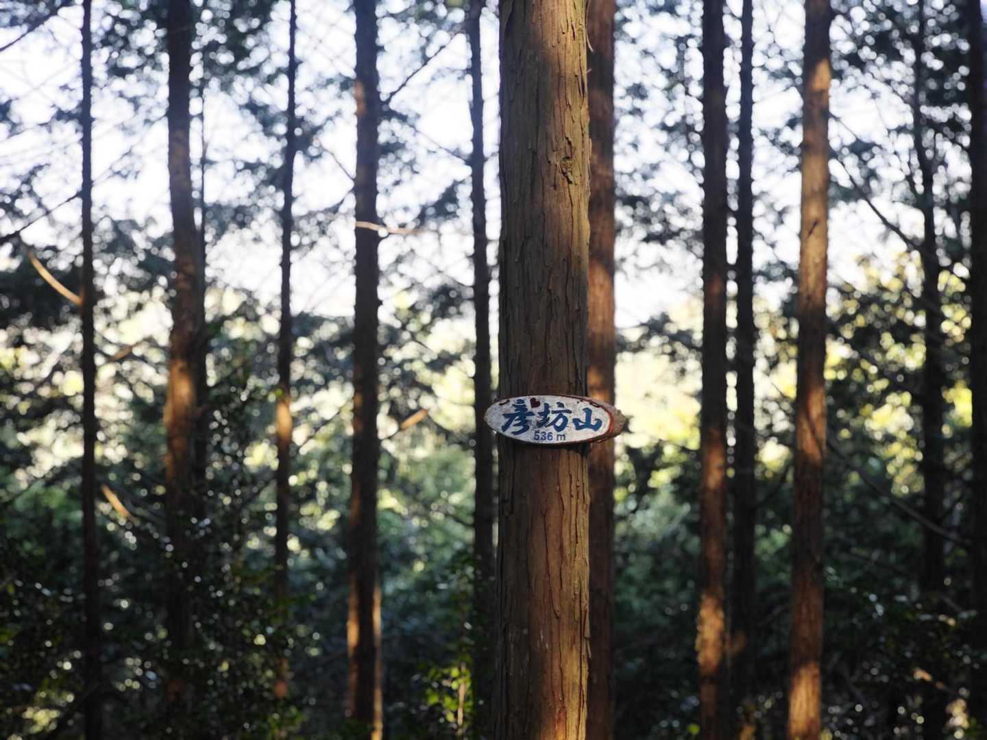 登頂✨ 眺望はありません。