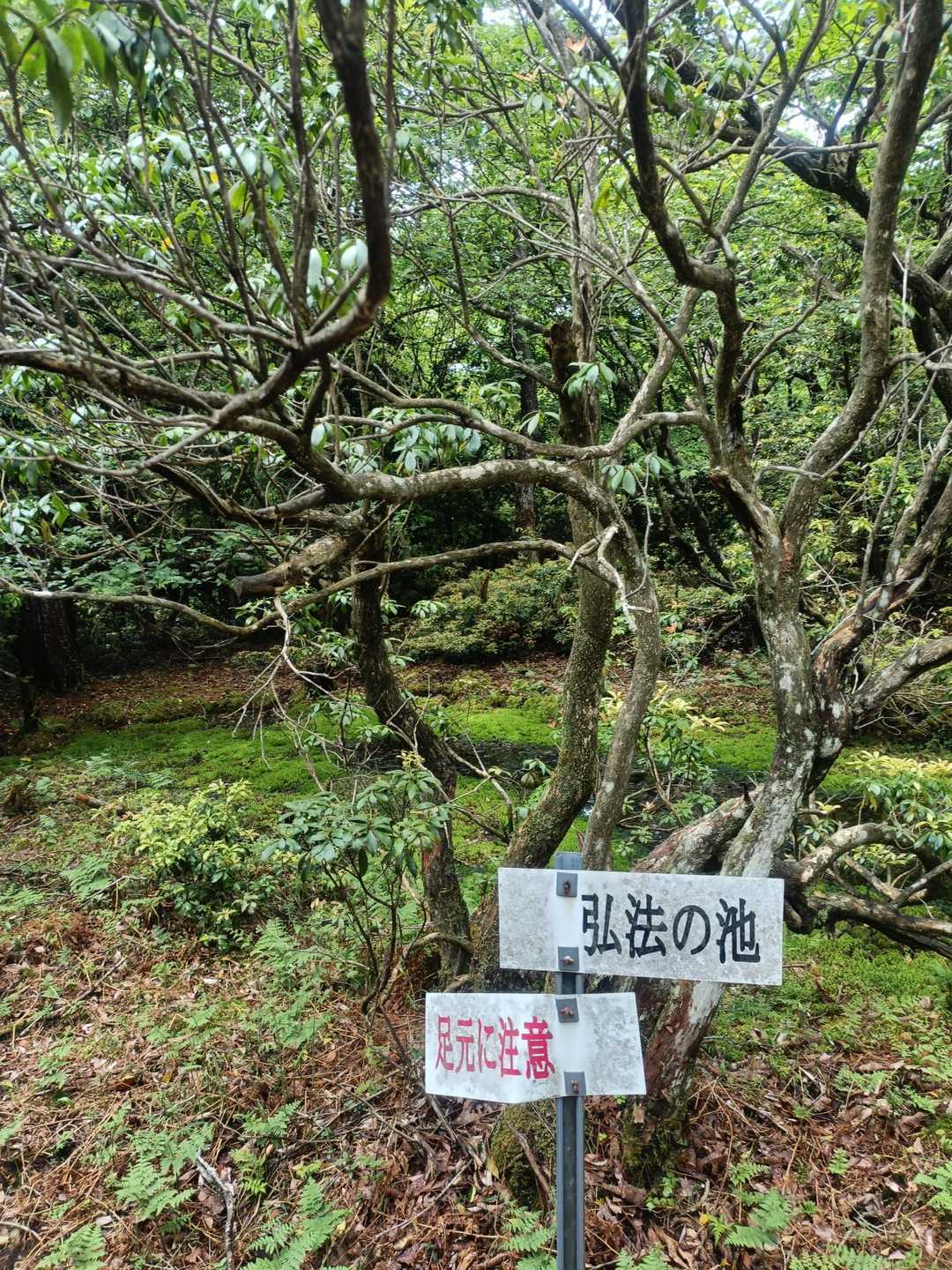 下地町登山口-千町ヶ峰-千町ヶ峰-段ヶ峰-杉山-笠杉山 周回コースの写真