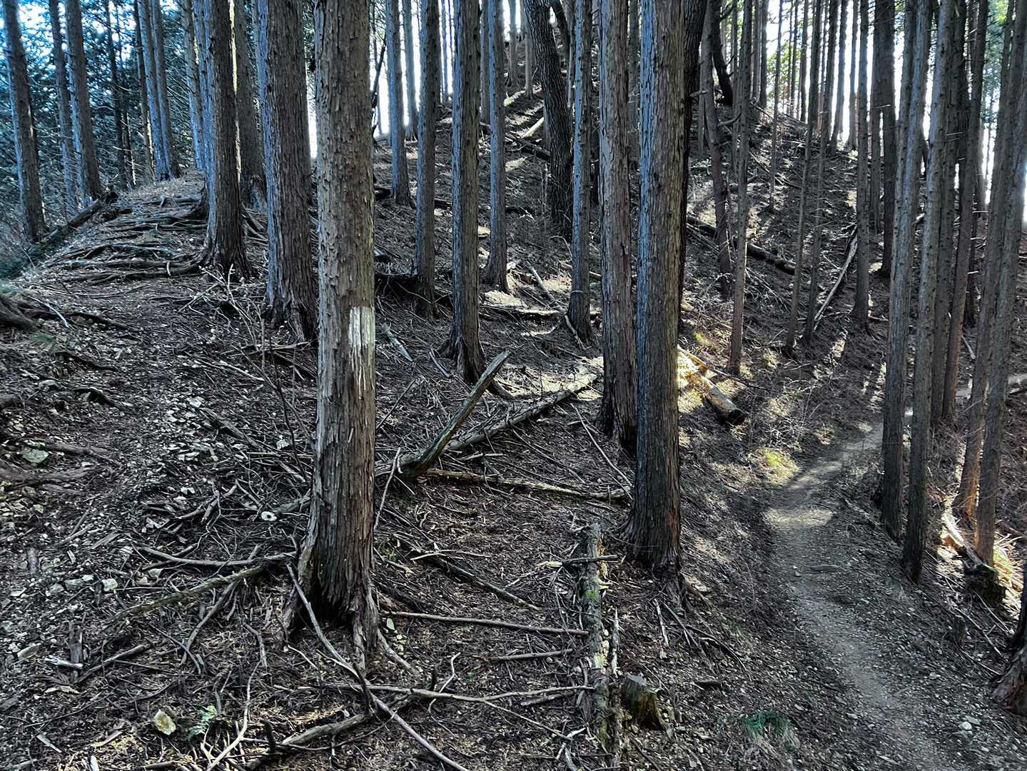 もちろん巻かずに左へ