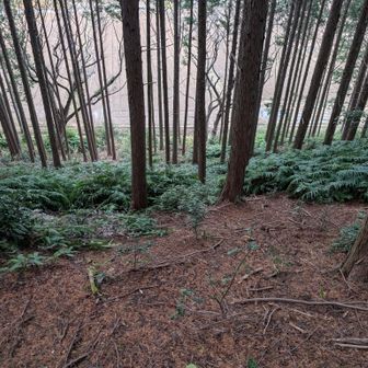 こっちへ降りれば楽かも…