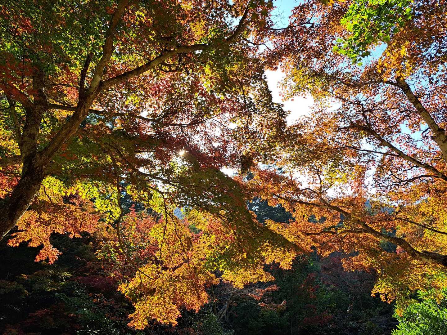紅葉谷-弥山-大聖院 周回コースの写真