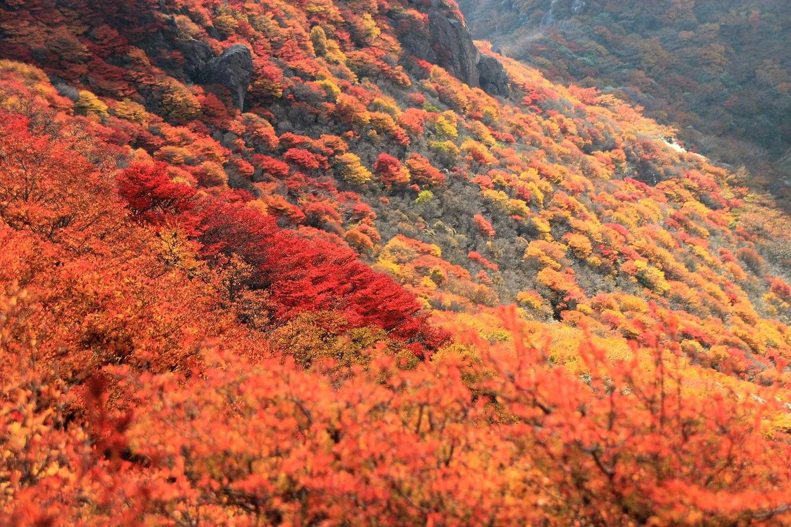 ミヤマキリシマと紅葉どちらも楽しめる三俣山への最短ルートの写真