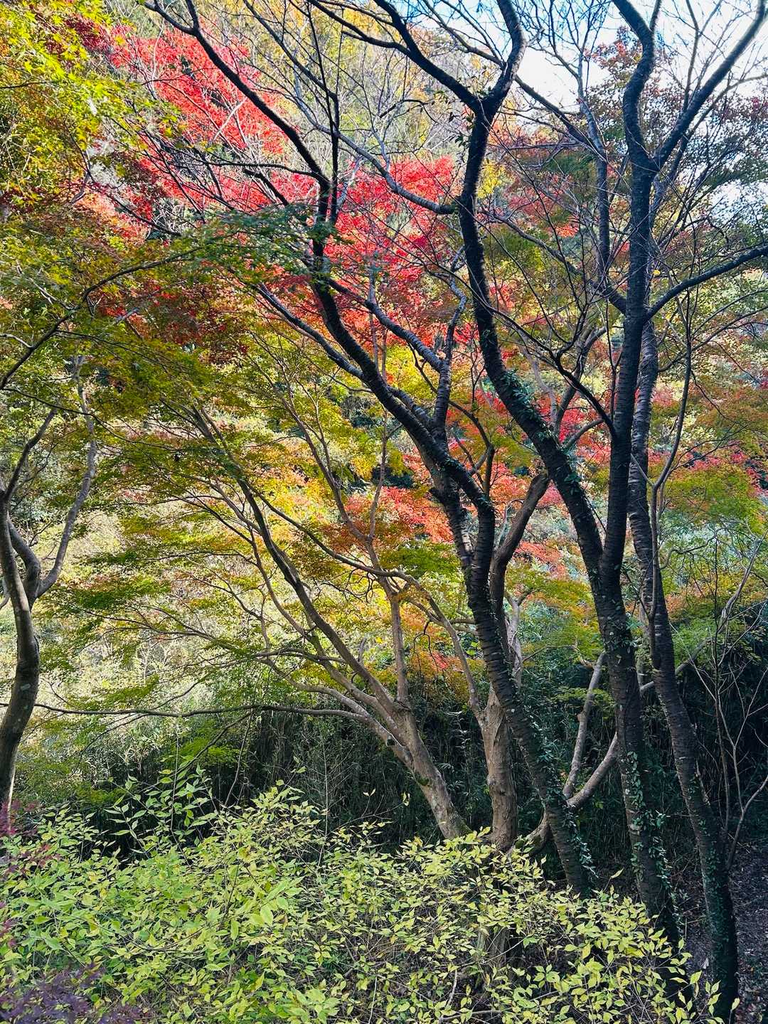 所々に紅葉が見られます