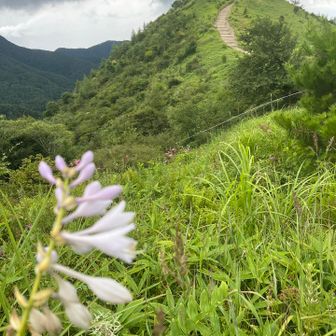 黒い雲☁️と飯盛山とホスタの花