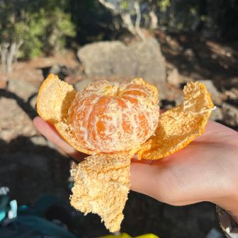 来る途中の道の駅で買った有田みかん。
めちゃくちゃ甘かったです！