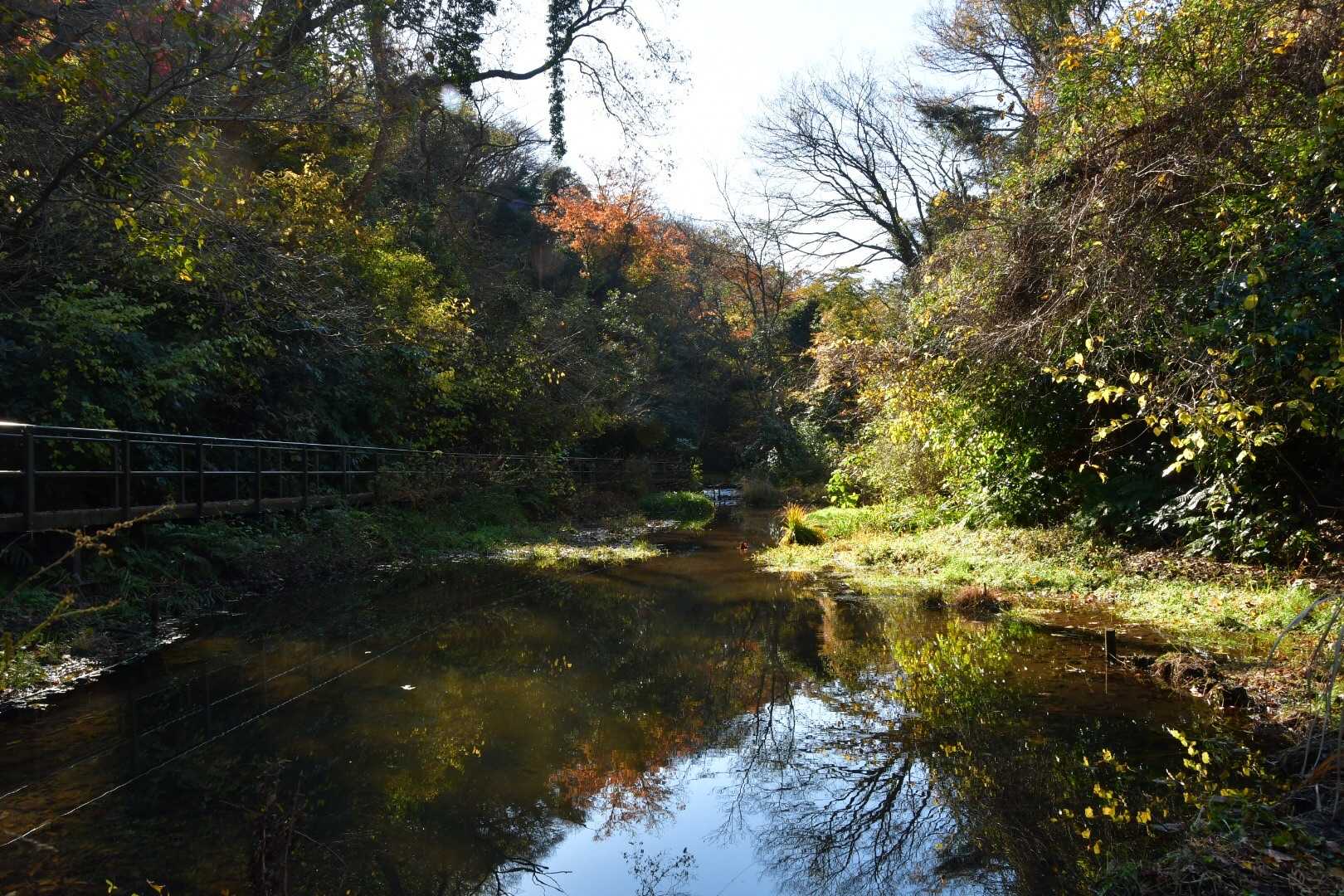 横浜とは思えないくらいの自然。ここのルート好きです😆