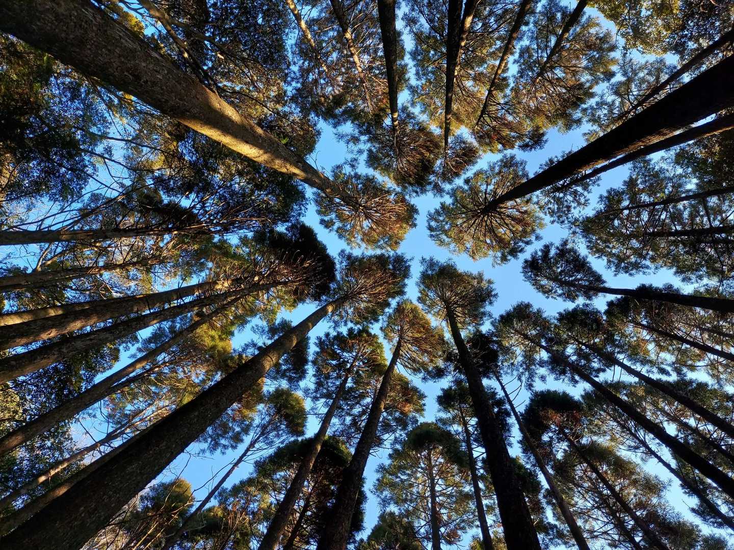 風のひろば-作業小屋跡-綾岳 往復コースの写真