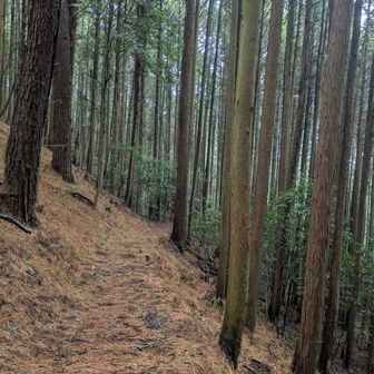 まだまだ歩くよ🚶