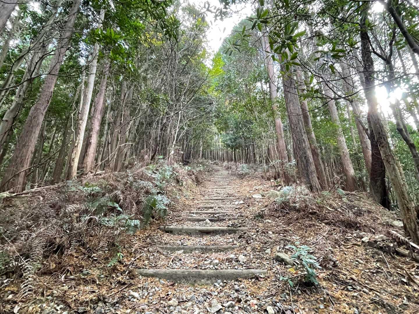 整備された間違えようのない登山道