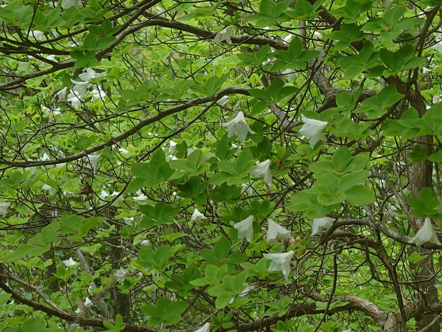 シロヤシオの木は沢山ありますがここだけ咲いてました