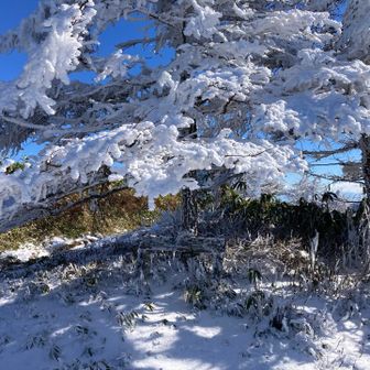 霧氷さよなら！また来年もよろしくね。