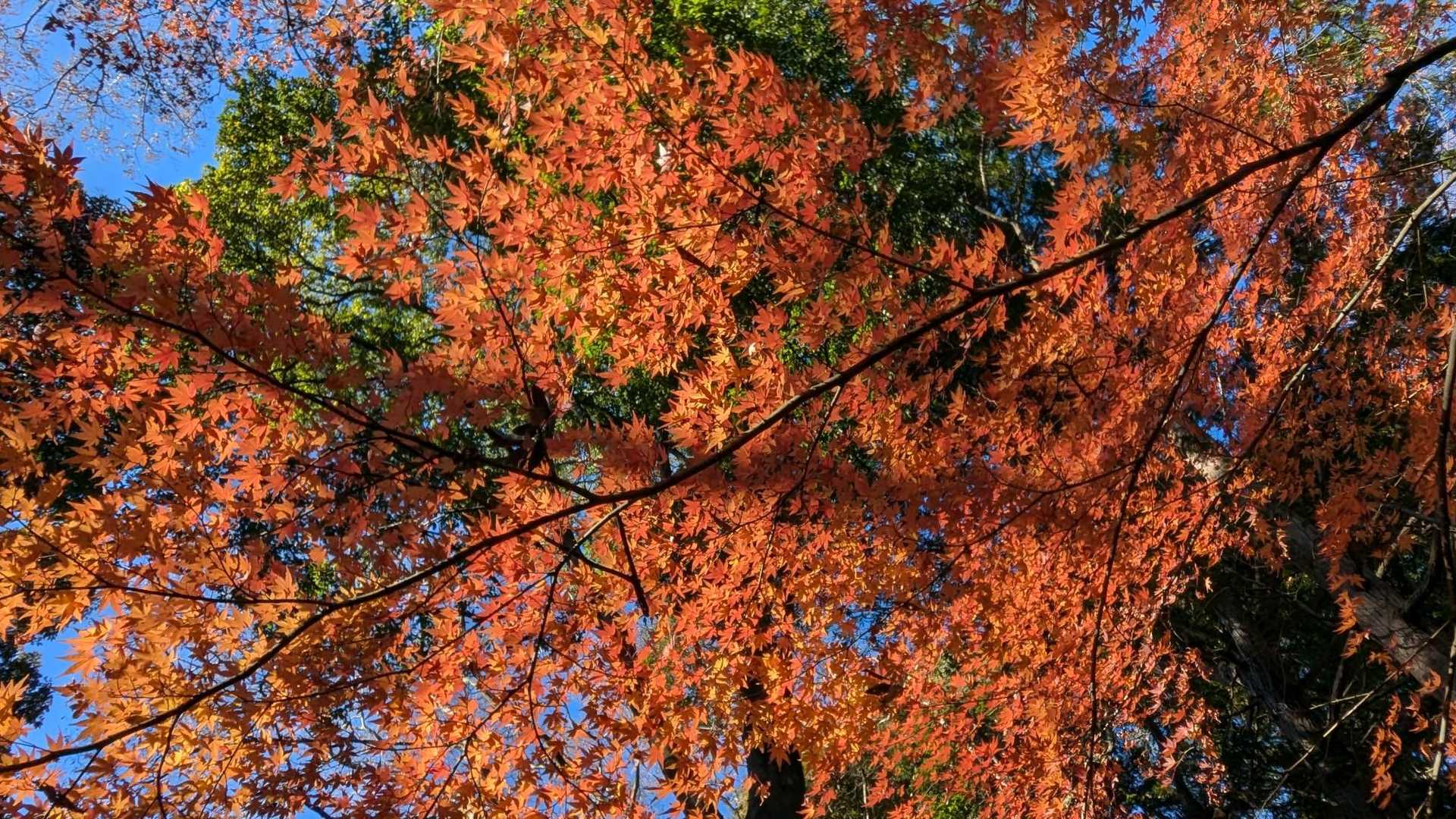 お正月まで残ってるかな…🍁？