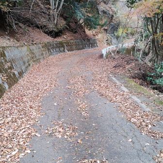 最後の林道も舗装道