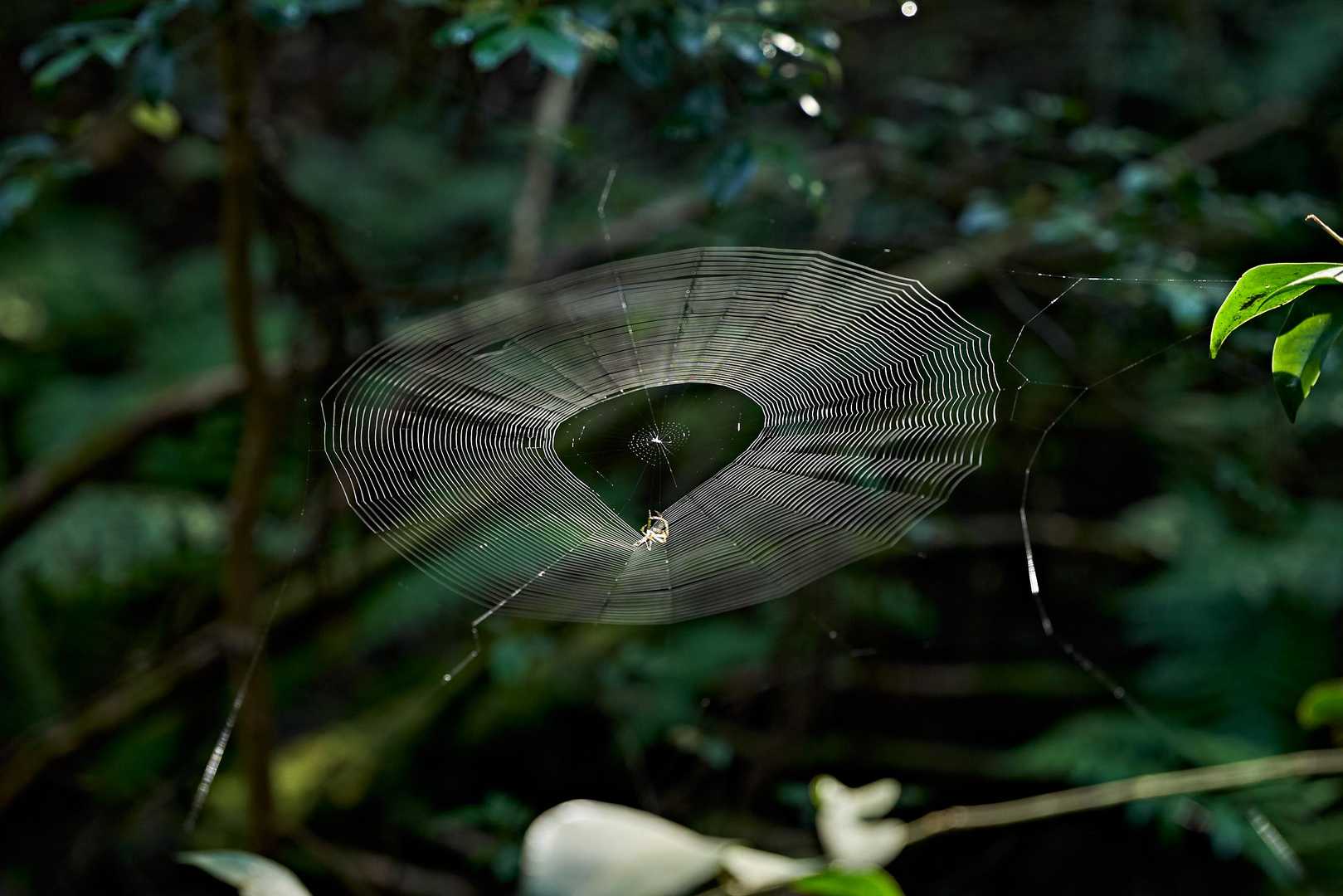 蜘蛛さんは開店準備中🕷