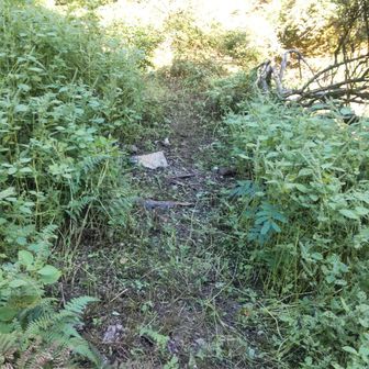 作業後（谷登りへの枝道）