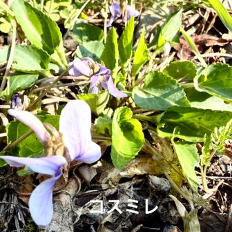 コスミレ（小菫)
        スミレ科スミレ属