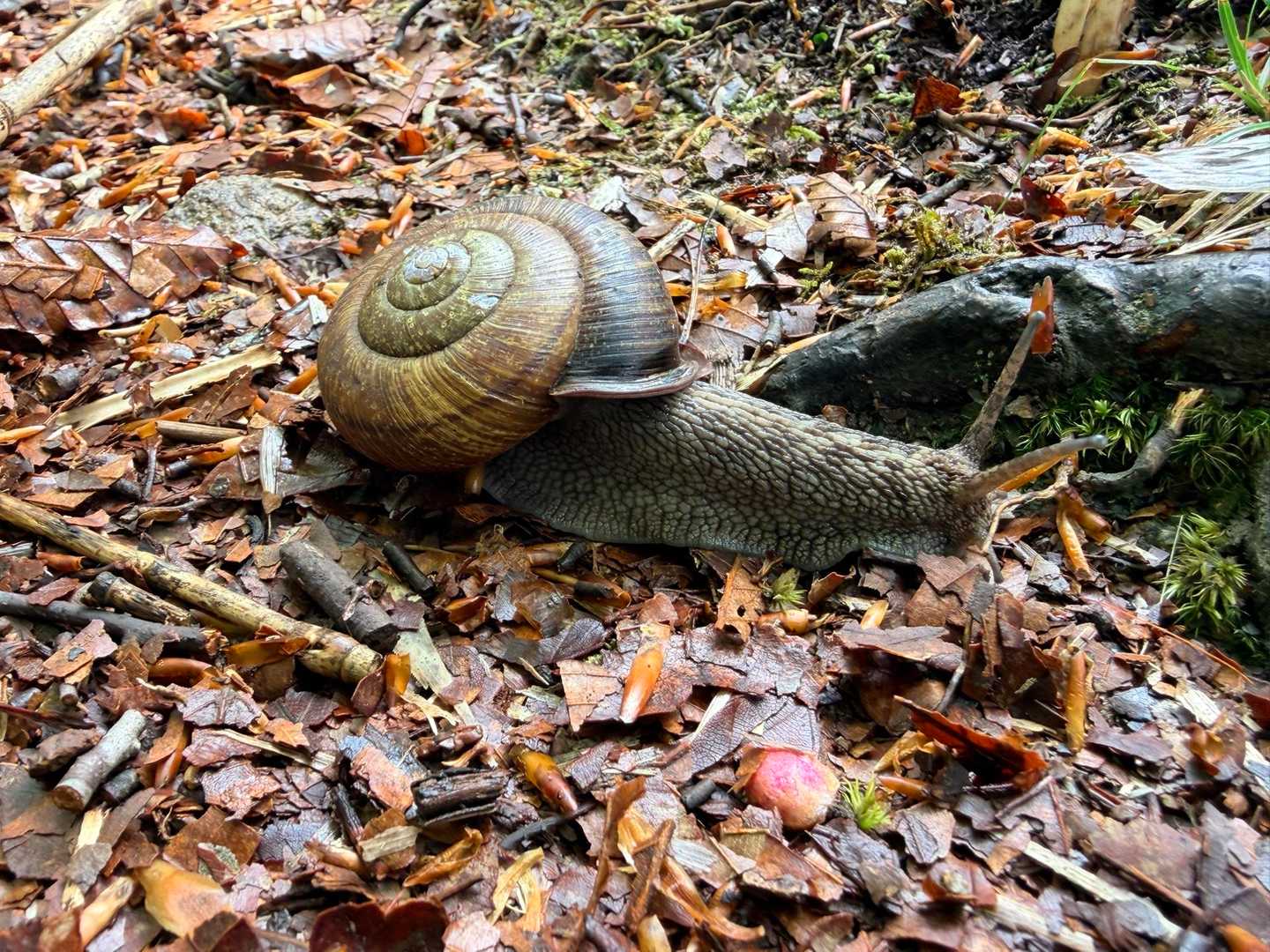 可愛いカタツムリに元気貰うー🐌🥰

って！単純なヤツだー‼️
ギャハハハハハハハ🤣🤣🤣