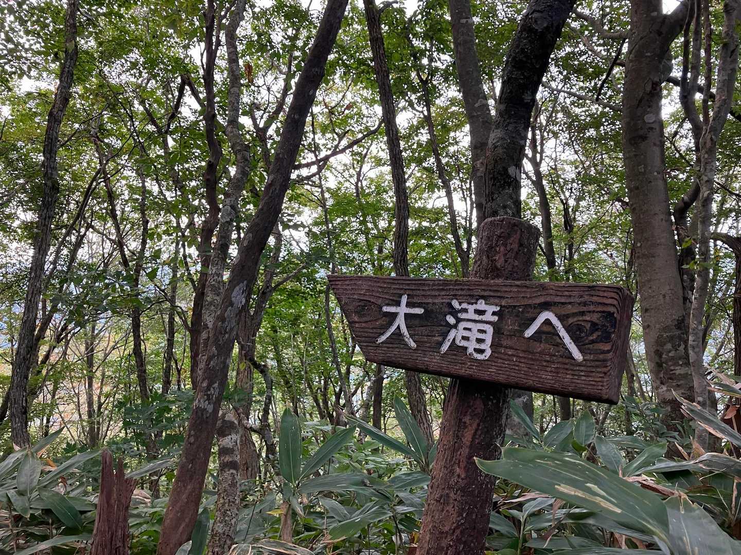 鯛ノ巣山 周回コースの写真