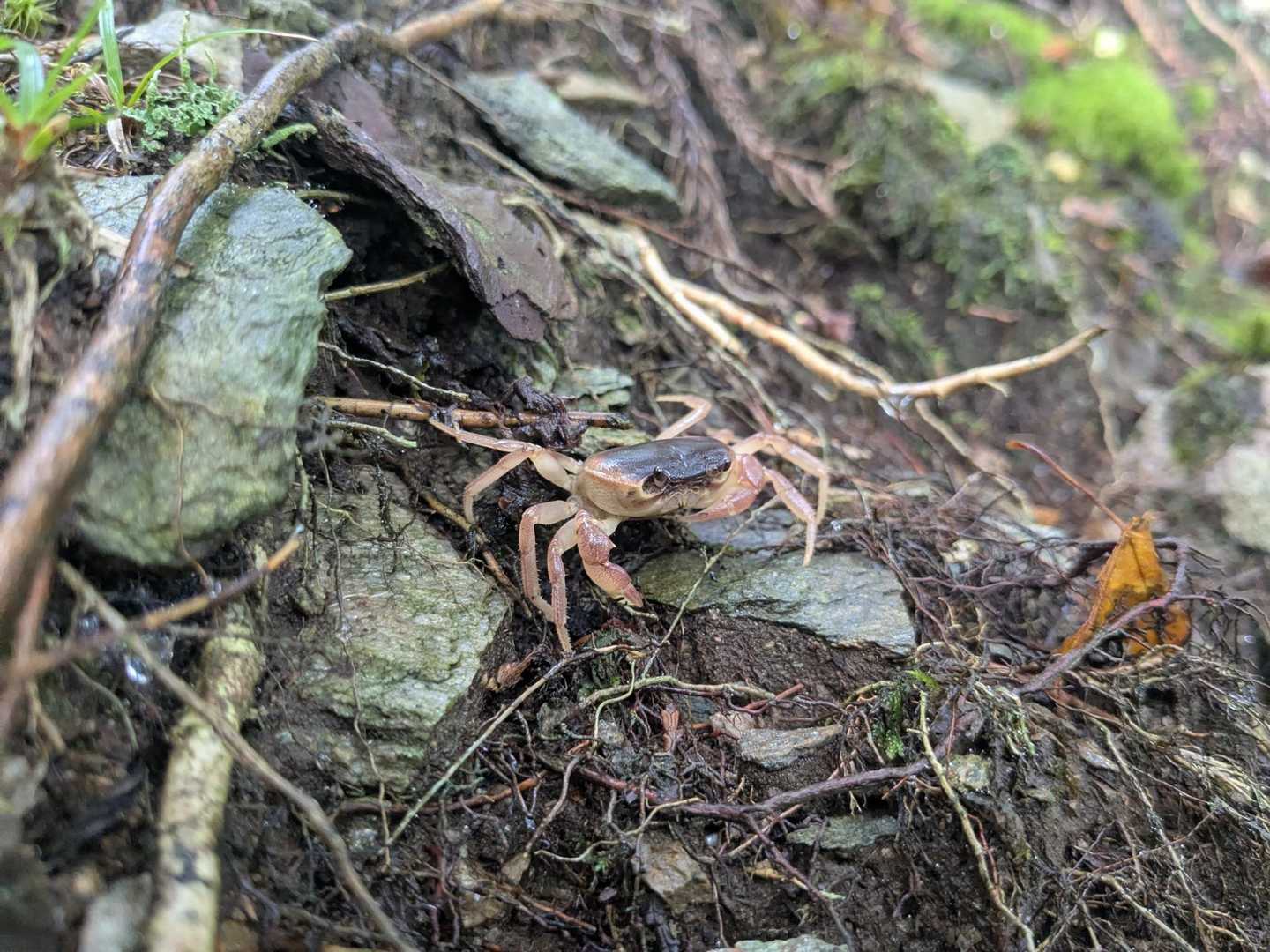 あ、サワガニ