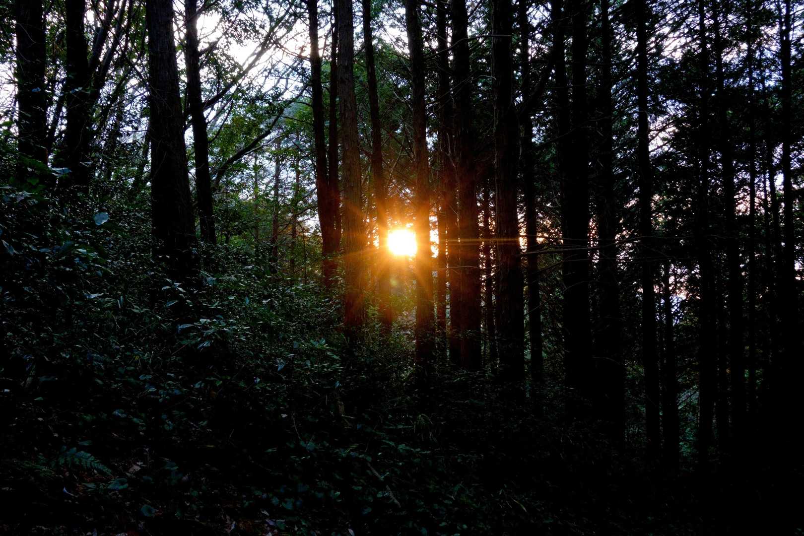 夕日