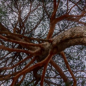 枝振り  (ᐙ   三   ᐕ)ﾌﾞﾝﾌﾞﾝ