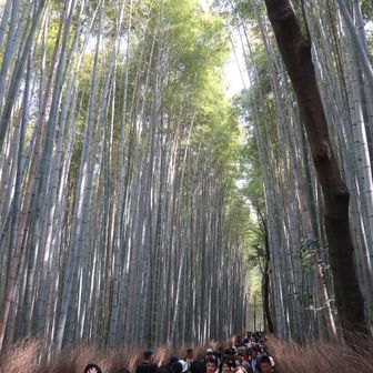 嵐山 竹林の小径は
観光客が多く、写真が撮れない