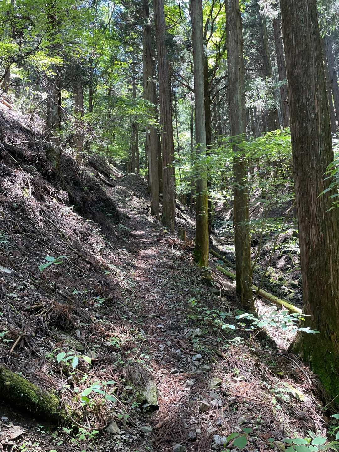 杉林の中の登山道