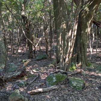 ここから下山モードに
テープもなく相変わらず不明瞭な林のなか
