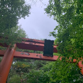 大鳥居⛩️
入らせて頂きます。
鳥居の少し手前で、リス🐿️さんが、林道を横切りましたが、写真は全く間に合わず😂