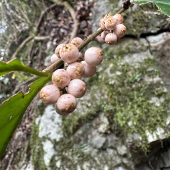 イズセンリョウの実🥰