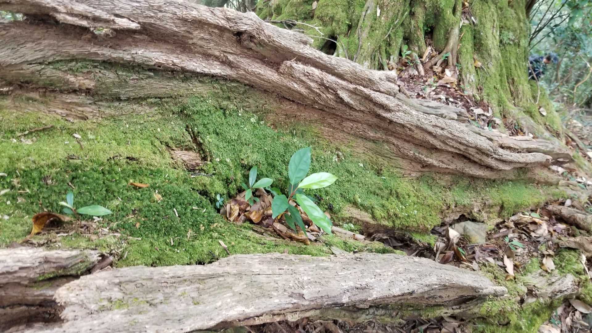 可愛い葉っぱ🌱🌱🌱