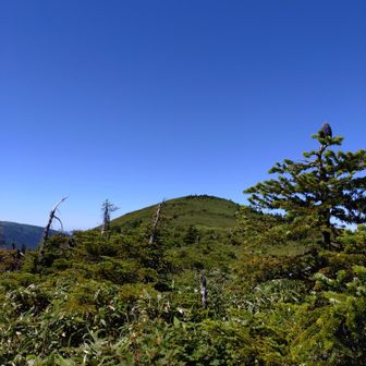 田茂萢岳が見えてきた。