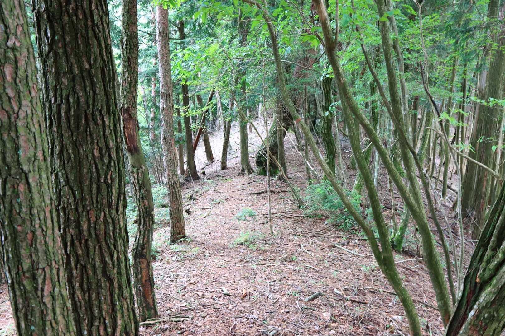 下山は森の中の道で帰りました