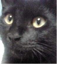 よっすんどーる