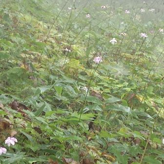 リフト乗り場の横から鹿よけ柵を抜けるとレンゲショウマの群生エリアです