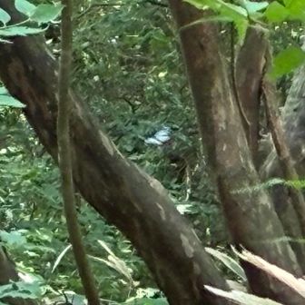 アサギマダラ、待ってぇ〜😆