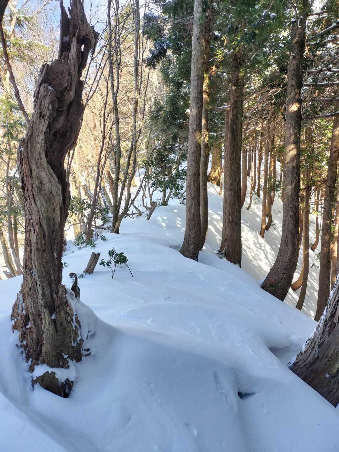 尾根に出ました