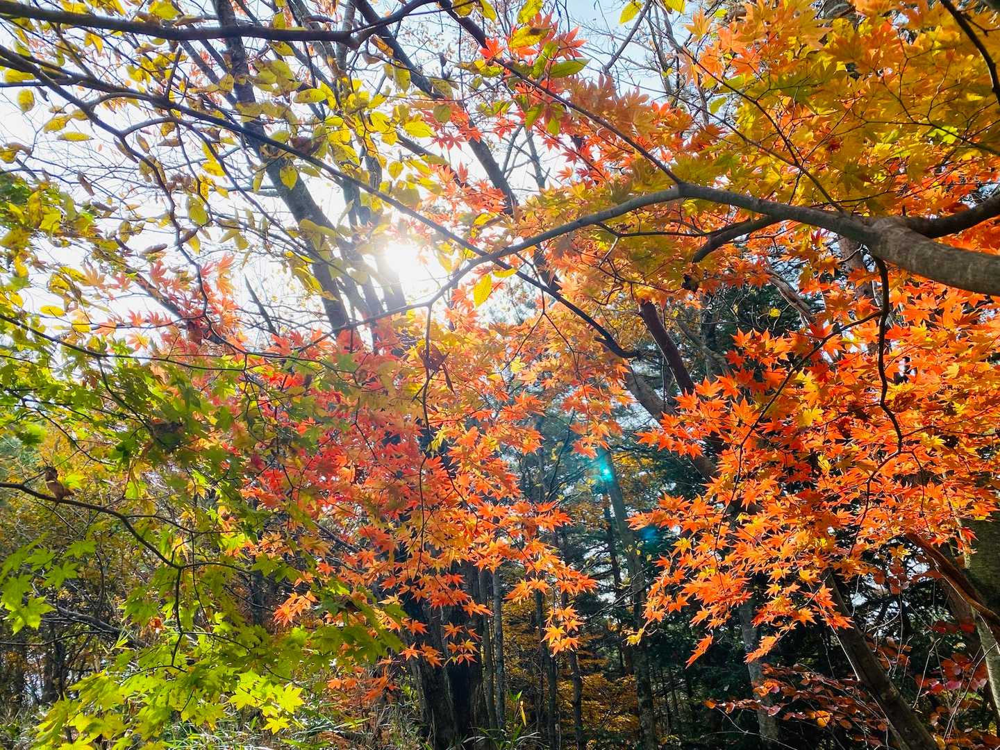 名倉山登山口-大名倉山 往復コースの写真